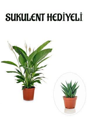 Hediyelik Beyaz Barış Çiçeği Sevgililer Gününe Özel SUKULENT HEDİYELİ