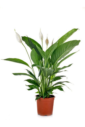 Hediyelik Beyaz Barış Çiçeği Sevgililer Gününe Özel SUKULENT HEDİYELİ