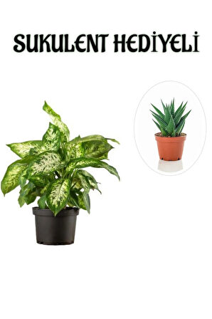 Avantajlı Zarif Yapraklı Difenbahya Bitkisi Sevgililer Gününe Özel Sukulent