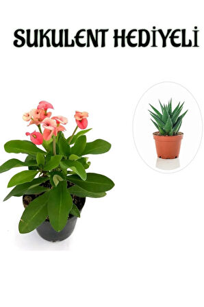 Pembe Çiçekli Kaktüs Milli Dikenler Tacı Sevgililer Gününe Özel SUKULENT HEDİYELİ