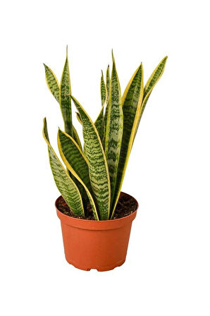 Hediyelik Sarı Alacalı Paşa Kılıcı Bitkisi Sevgililer Gününe Özel Sukulent HEDİYELİ