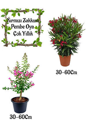 Kampanyalı Avantajlı Ürün Kırmızı Zakkum Çiçeği + Pembe Oya Ağacı Saksılı