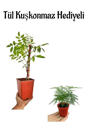 Mor Salkım Ağacı Fidanı Anneler Gününe Özel Tül Kuşkonmaz Hediyeli