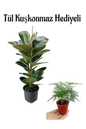 Parlak Yapraklı Yeşil Kauçuk Bitkisi Anneler Gününe Özel Tül Kuşkonmaz Hediyeli