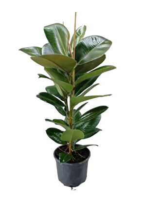 Parlak Yapraklı Yeşil Kauçuk Bitkisi Anneler Gününe Özel Tül Kuşkonmaz Hediyeli