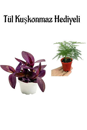 Anneler Gününe Özel Mor Telgraf (KARA SEVDA) Çiçeği Tül Kuşkonmaz Hediyeli