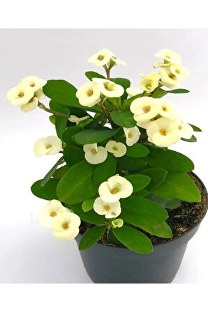 Anneler Gününe Özel Beyaz Renk Milli Dikenler Tacı Çiçeği Tül Kuşkonmaz