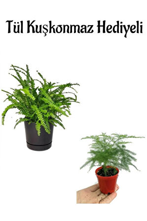 Kadınlar Gününe Özel Aşk Merdiveni Çiçeği Tül Kuşkonmaz Bitkisi