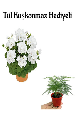 Hediyelik Beyaz Sardunya Fidanı Öğretmenler Gününe Özel Tül Kuşkonmaz Hediyeli