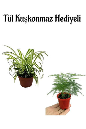 Anneler Gününe Özel Hediyelik Kurdele Çiçeği Tül Kuşkonmaz Hediyeli