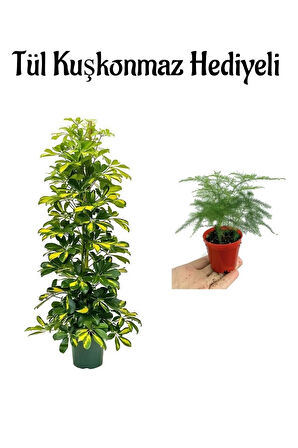 Öğretmenler Gününe Özel Parlak Yapraklı Alacalı Şeflera Bitkisi Tül Kuşkonmaz Hediyeli