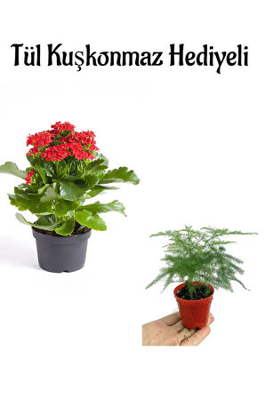 Anneler Gününe Özel Hediyelik Kırmızı Renk Kalanşo Çiçeği Tül Kuşkonmaz Hediyeli