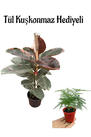 Hediyelik Pembe Alacalı Kauçuk Bitkisi Anneler Gününe Özel Tül Kuşkonmaz Hediyeli