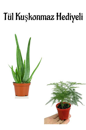 Dolgun Formlu Aleovera Bitkisi Anneler Gününe Özel Tül Kuşkonmaz Hediyeli