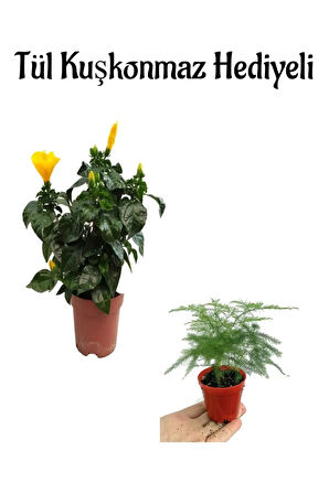 Anneler Gününe Özel Sarı Renk Japon Gülü Çiçeği Tül Kuşkonmaz Hediyeli