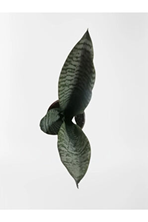 Çok Avantajlı Mini Paşa Kılıcı Sansevieria [30-40cm]