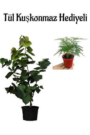 Harika Kokulu Mor Leylak Fidanı Kadınlar Gününe Özel Tül Kuşkonmaz