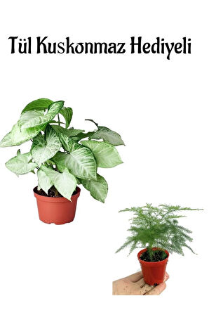 Zarif Görünüşlü Melek Kanadı Bitkisi Anneler Gününe Özel Tül Kuşkonmaz Hediyeli