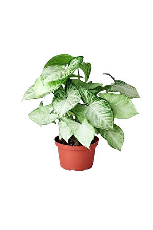 Zarif Görünüşlü Melek Kanadı Bitkisi Anneler Gününe Özel Tül Kuşkonmaz Hediyeli