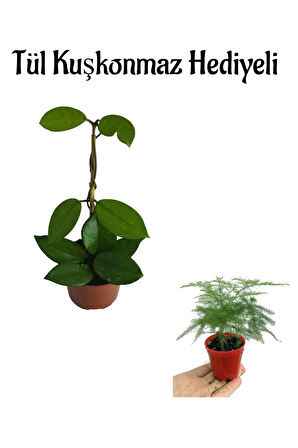 Pembe Renk Hoya Çiçeği Bitkisi Anneler Gününe Özel Tül Kuşkonmaz Hediyeli