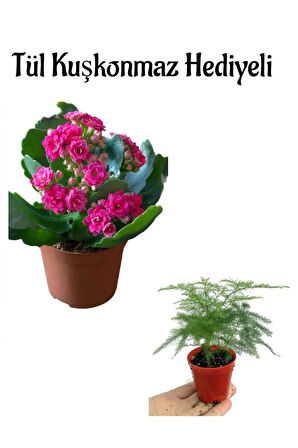 Anneler Gününe Özel Hediyelik Pembe Renk Kalanşo Çiçeği Tül Kuşkonmaz Hediyeli