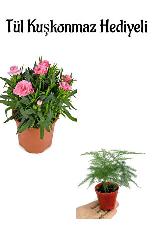 Mis Kokulu Hediyelik Şeker Pembe Karanfil Çiçeği Tül Kuşkonmaz HEDİYELİ