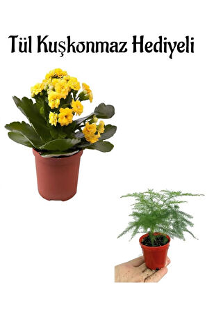 Kadınlar Gününe Özel Hediyelik Sarı Renk Kalanşo Çiçeği Tül Kuşkonmaz