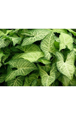 Kampanyalı Melek Kanadı Çiçeği Fidanı 40 Cm