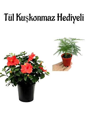 Anneler Gününe Özel Kırmızı Renk Japon Gülü Çiçeği Tül Kuşkonmaz Hediyeli