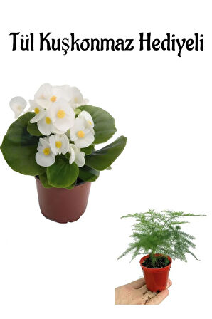 Hediyelik Beyaz Şeker Begonya Çiçeği Anneler Gününe Özel Tül Kuşkonmaz Hediyeli