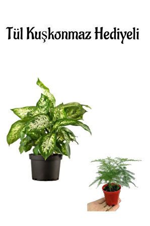 Zarif Görünüşlü Difenbahya Bitkisi Sevgililer Gününe Özel Tül Kuşkonmaz