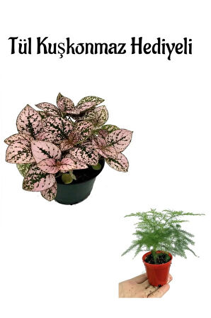 Zarif Yapraklı Pembe Hostes Çiçeği Sevgililer Gününe Özel Tül Kuşkonmaz HEDİYELİ