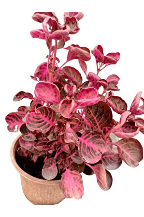 Kampanyalı Iresine Herbstii -çingene Şalvarı Çiçeği Yaprak Güzeli Çiçeği Iç Mekan Bitkisi