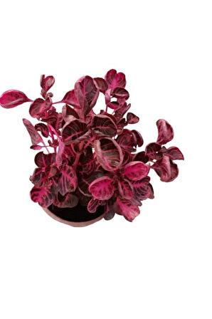 Kampanyalı Iresine Herbstii -çingene Şalvarı Çiçeği Yaprak Güzeli Çiçeği Iç Mekan Bitkisi