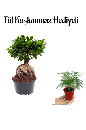 Hediyelik Bonsai Bitkisi Sevgililer Gününe Özel Tül Kuşkonmaz