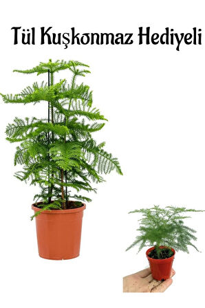 İnce Yapraklı Salon Çamı Sevgililer Gününe Özel Tül Kuşkonmza HEDİYELİ