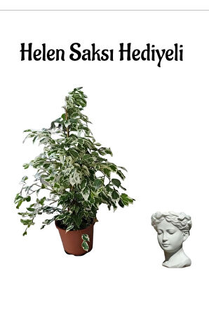 Kadınlar Gününe Özel Alacalı Benjamin Bitkisi Helen Saksı Hediyeli Bitki