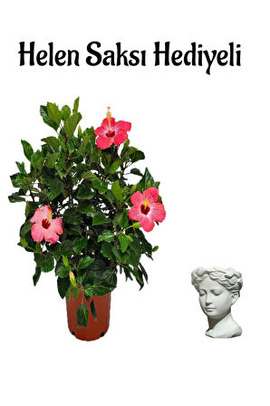 Kadınlar Gününe Özel Pembe Japon Gülü(HİBİSCUS ROSA) Helen Saksı Hediyeli