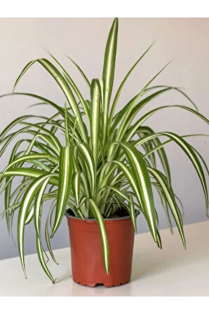 Çok Avantajlı Bol Köklü Dolgun Kurdele Çiçeği (Chlorophytum Comosum) 20-40cm