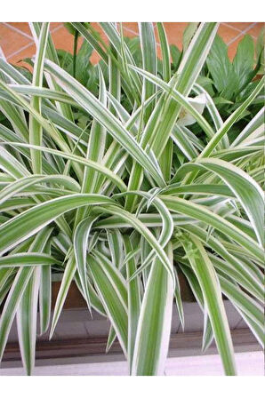 Çok Avantajlı Bol Köklü Dolgun Kurdele Çiçeği (Chlorophytum Comosum) 20-40cm