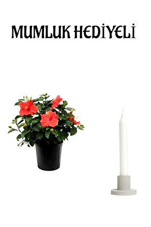 Kadınlar Gününe Özel Kırmızı Renk Japon Gülü(HİBİSCUS ROSA) Mumluk Hediyeli