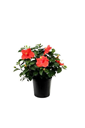 Kadınlar Gününe Özel Kırmızı Renk Japon Gülü(HİBİSCUS ROSA) Mumluk Hediyeli