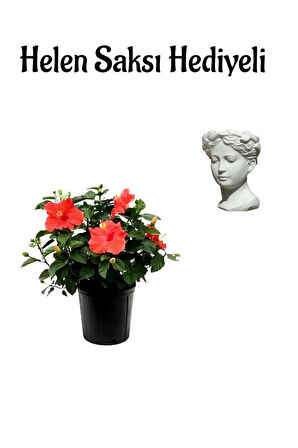 Kadınlar Gününe Özel Kırmızı Renk Japon Gülü(HİBİSCUS ROSA) Helen Saksı Hediyeli