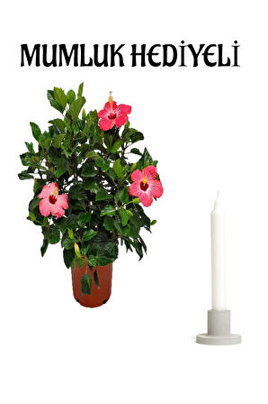 Anneler Gününe Özel Pembe Renk Japon Gülü(HİBİSCUS ROSA) Mumluk