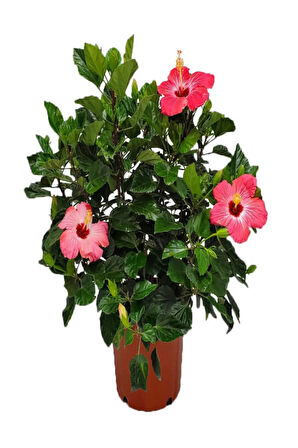 Anneler Gününe Özel Pembe Renk Japon Gülü(HİBİSCUS ROSA) Mumluk