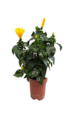 Kadınlar Gününe Özel Sarı Renk Japon Gülü(HİBİSCUS ROSA) Mumluk Hediyeli