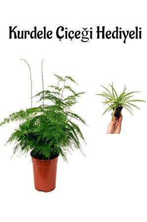 Tül Kuşkonmaz Bitkisi Anneler Gününe Özel Hediyelik Kurdele Çiçeği Hediyeli