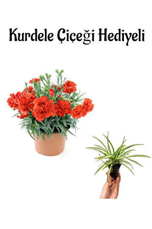 Kadınlar Günü Hediyesi Kırmızı Karanfil Çiçeği Kurdele Çiçeği Hediyeli