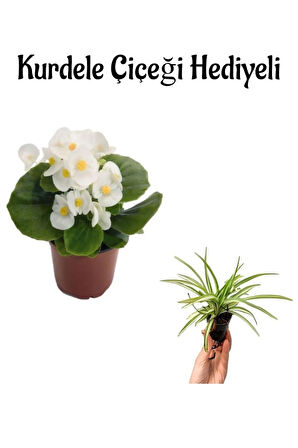Beyaz Renk Şeker Begonya Çiçeği Sevgililer Gününe Özel Kurdele Çiçeği HEDİYELİ