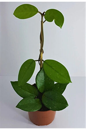 Çok Avantajlı 1.metre Mum Çiçeği Hoya Carnosa Kokulu Çiçekleri Pembe Beyaz Renklidir Iç Mekan